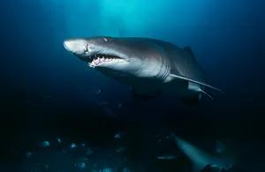 Sand tiger shark (carcharias taurus) Sand tiger shark (carcharias taurus), underwater view