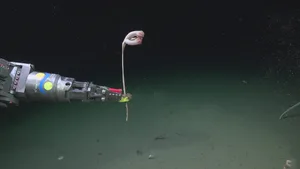 3 – Sea Pen (Pseudumbellula sp.)