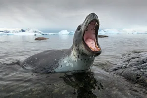 Leopard Seal Hunting, Antarctica Paul Souders/ Getty Images