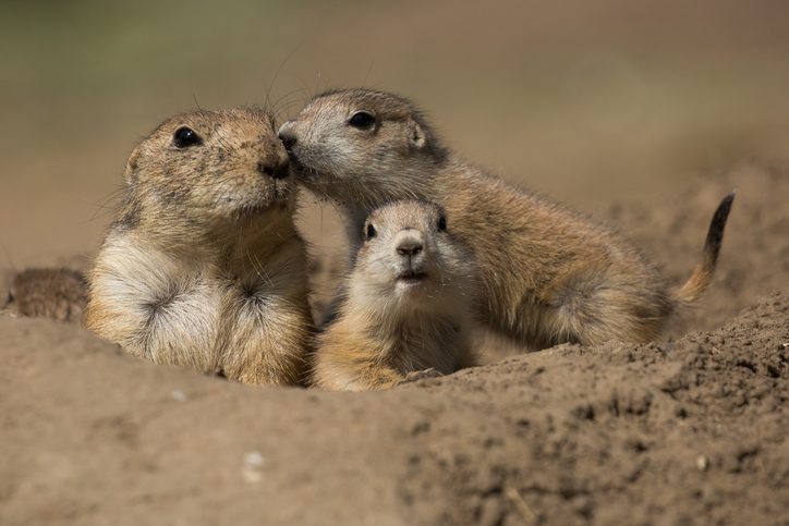 Watch the gut-wrenching, heart-stopping moment a prairie dog defending ...