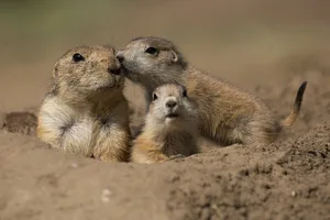 Close-Up Of Prairie Dogs On Land Prairie dogs