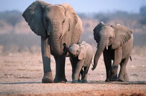 AFRICAN ELEPHANT FAMILY GROUP. LOXODONTA AFRICANA. ETOSHA NATIONAL PARK. NAMIBIA.