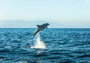 Spain, bottlenose dolphin jumping in the air Spain, bottlenose dolphin jumping in the air