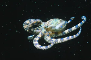 Blue-ringed Octopus blue-ringed octopus