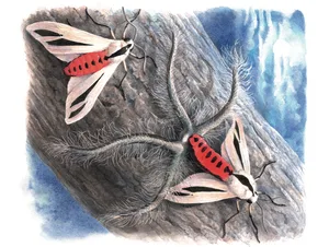 Australian Horror Moth Australian Horror Moth