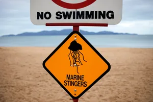 Marine Stinger warning sign on beach. No swimming sign. The Strand esplanade Townsville. Magnetic Island in the background no swimming, marine stingers sign at the beach