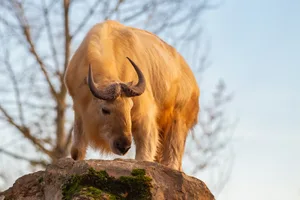 Golden takin standing on a rock Golden Takin (Budorcas taxicolor bedfordi) standing on a rock, endangered goat-antelope.