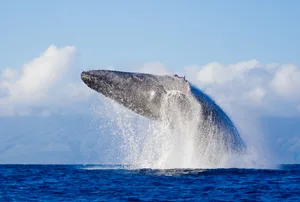Why do whales breach Why do whales breach
