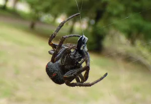 social spider Credit: Pablo H Capovilla, CC BY-SA 4.0, via Wikimedia Commons
