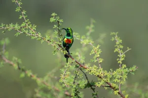 Beautiful Sunbird Sunbird perching in the bush