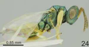 oo_1649566 – Edited Chlorocytus papahemii Tselikh & Li, sp. nov., female, holotype. Credit: Li et al., 2026.