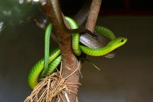 Boomslang snake (Dispholidus typus) boomslang snake