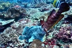 Frogfish tries to eat coral grouper Frogfish tries to eat coral grouper