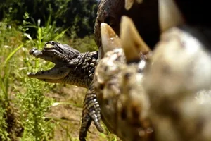 Nile Crocodile hatchling in adult’s jaws Nile Crocodile hatchling being carried in jaws of adult