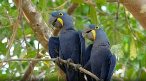 Hyacinth macaw – getty Hyacinth Macaw poster shot from getty