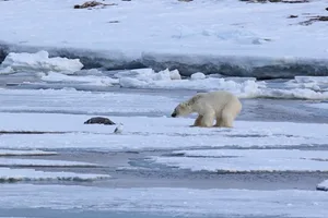 Polar bear and seal pup Polar bear and seal pup