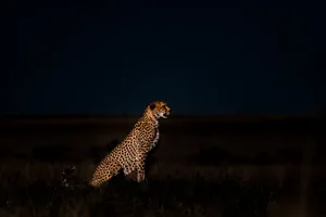 Close-up shot of a cheetah on a field in the evening A close-up shot of a cheetah on a field in the evening