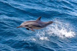 Spinner Dolphin A spinner dolphin leaps through the air offshore Australia’s west coast