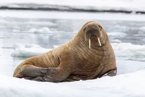 Walrus Floating on Iceberg A walrus floating on an iceberg in the arctic in Svalbard, Norway.