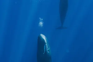 Sperm whales resting Sperm whales resting