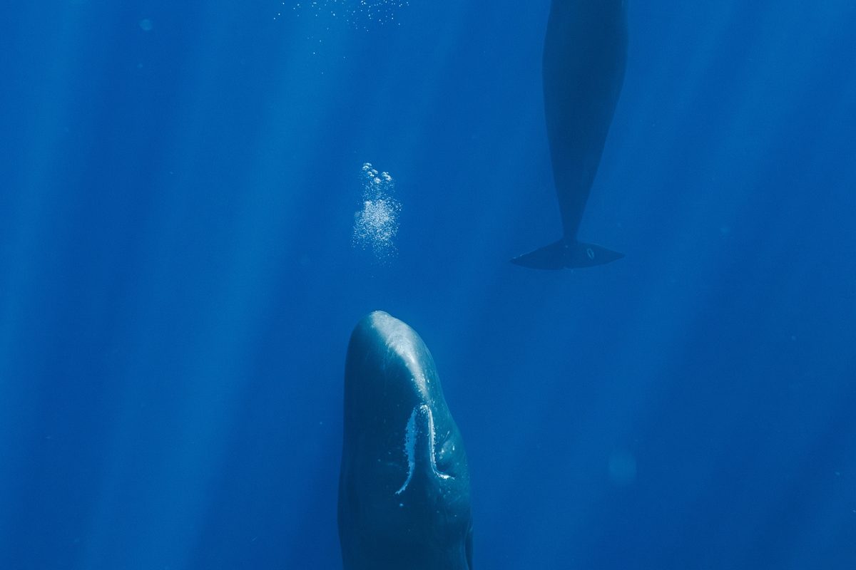 Photo: BBC Wildlife Magazine