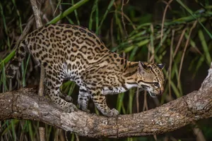 Ocelot at night in the Pantanal Aruba48/Getty Images