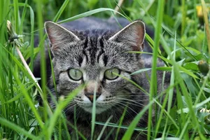 Are cats killing wildlife Are cats killing wildlife