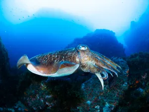 Common cuttlefish swimming in the deep blue sea A.Martin UW Photography/ Getty Images