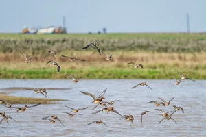 Ducks and Lapwings in flight over Norfolk Wildlife Trust Cley Marshes, North Norfolk Ducks and Lapwings in flight over Norfolk Wildlife Trust Cley Marshes