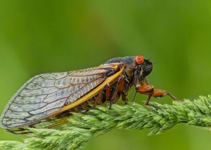 Close-up of a cicada perched on a green plant janusz sobkow/ Getty Images
