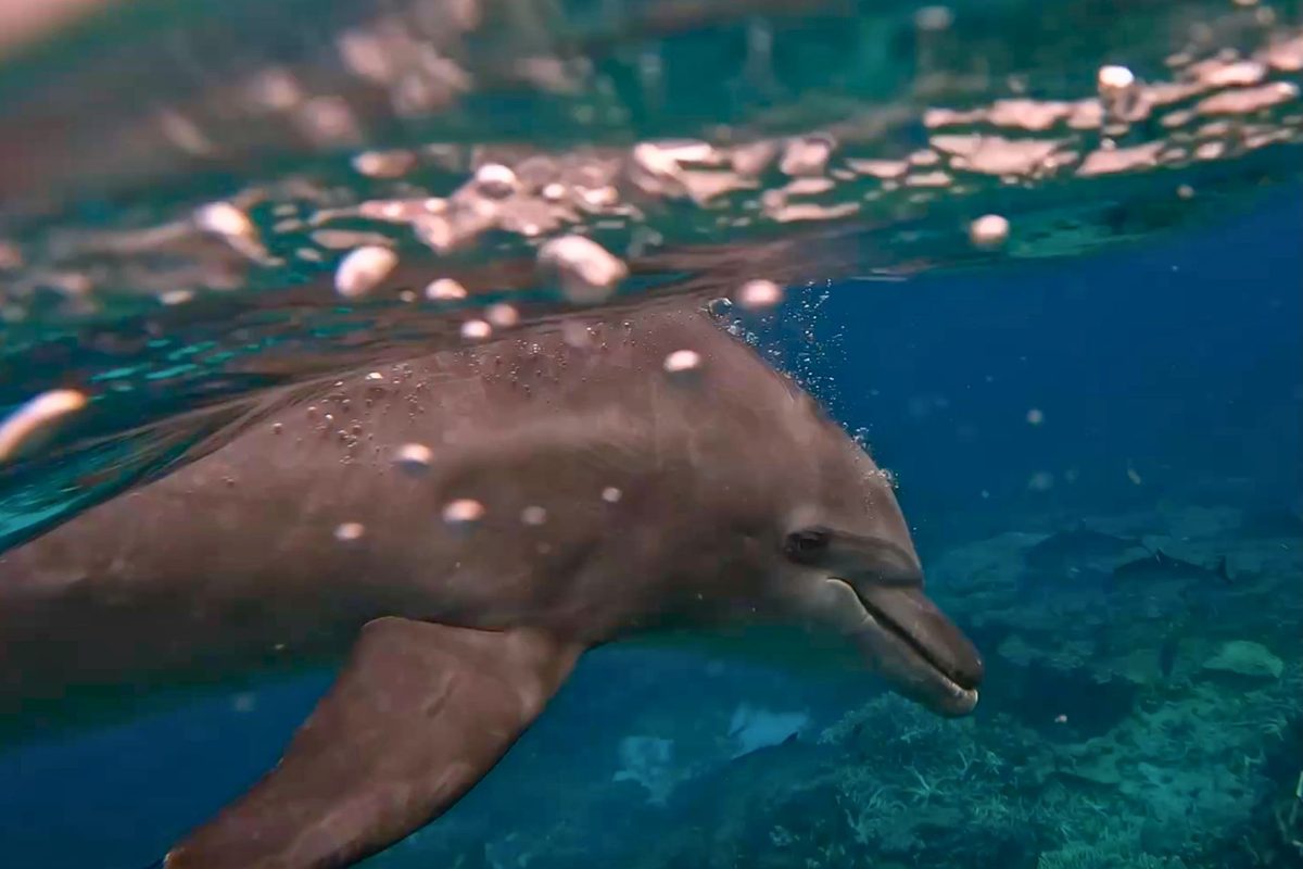 Photo: discoverwildlife.com Bubbles the Dolphin Makes Fish Vomit and Eats It