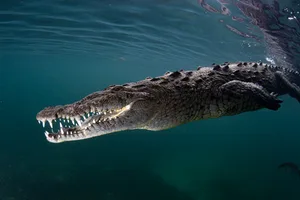 High angle view of crocodile swimming in sea, Jardines de la Reina, Cuba