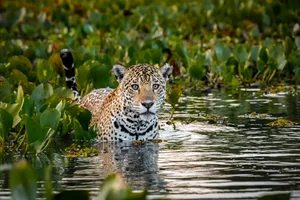 Jaguar in the Pantanal Jaguar in the Pantanal