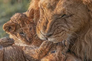 THREE LIONS Male lion licking cubs clean.