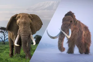 did Elephants and Mammoths coexist (1)