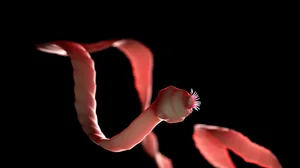 What’s the biggest parasite What's the biggest parasite