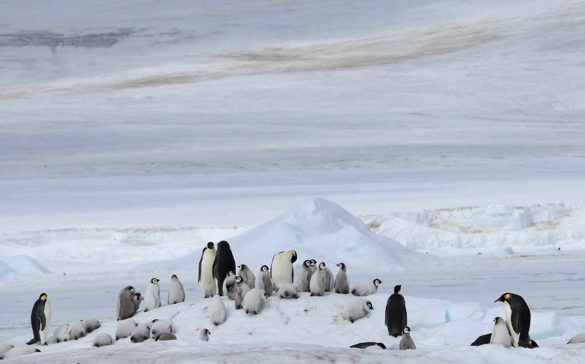 When complete darkness fell on Antarctica, researchers used satellites to spy on one of its most secretive animals