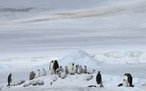 A group of adult and chick emperor penguins 2 Adult and chick emperor penguins