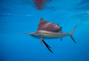 Why don’t sailfish implode Why don't sailfish implode