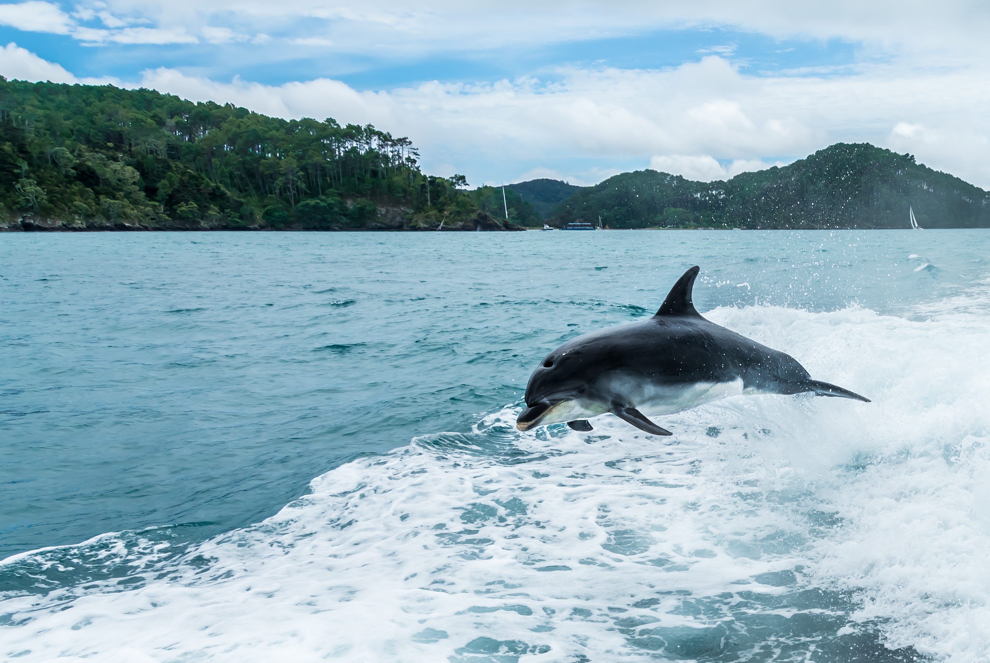 Why do dolphins like to follow boats and surf the bow waves?