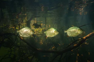 Three pacu fish swimming among submerged branches with a piranha in the background Fernando Lessa/ Getty Images