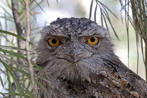 Tawny Frogmouth Tawny Frogmouth (Podargus strigoides strigoides) close-up of adult at daytime roost south-east Queensland, Australia. March