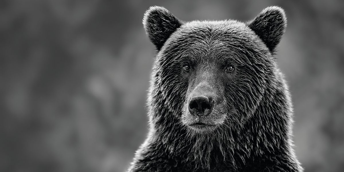 Gazing grizzly bear among 9 extraordinary images by wildlife photographer Paul Nicklen
