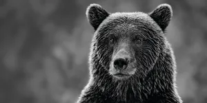 628_KodiakPortrait_w1_f1_AJOUT Calm bear looking at camera.