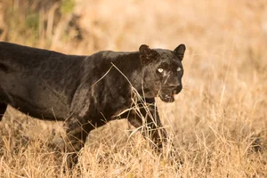 Black Panther in the wild Black Panther in the wild