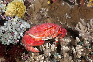 Pebble crabs are a member of the Xanthidae Pebble crabs are a member of the Xanthidae