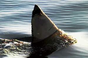 Rescue a great white from a pond