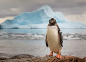 Why don’t penguins feet freeze? Why don't penguins feet freeze?