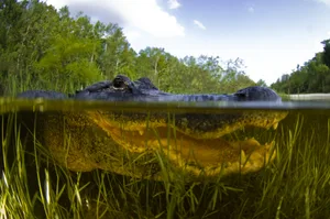 A closeup of an alligator under water A closeup of an alligator under water
