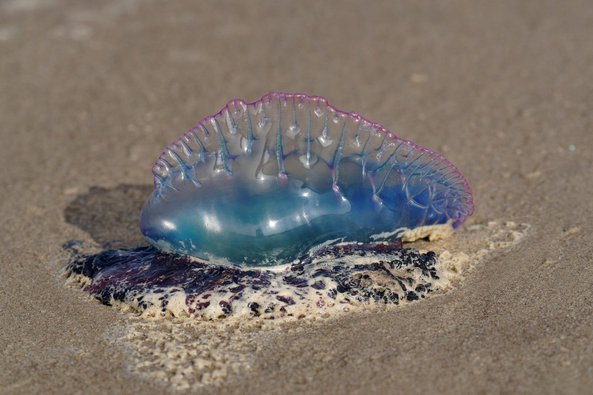 Portuguese Man o